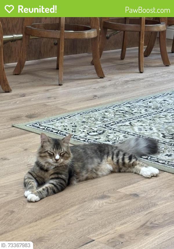 Reunited Male Cat last seen Sycamore, Bowden and Watsonville Rd, Santa Clara County, CA 95037