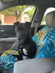 Reunited Female Dog last seen pearland junior high south, Pearland, TX 77584