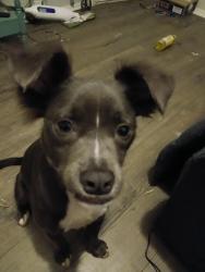 Lost Male Dog last seen Next to kfc Wilmington De, Wilmington, DE 19805
