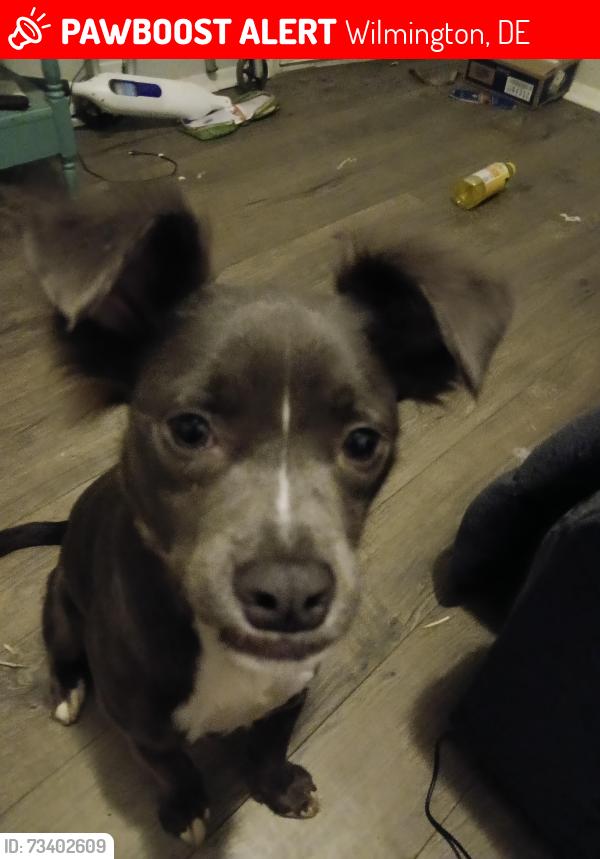 Lost Male Dog last seen Next to kfc Wilmington De, Wilmington, DE 19805
