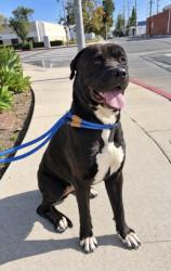 Shelter Stray Male Dog last seen , West Valley Animal Shelter, 20655 Plummer St, Chatsworth, CA 91311, USA