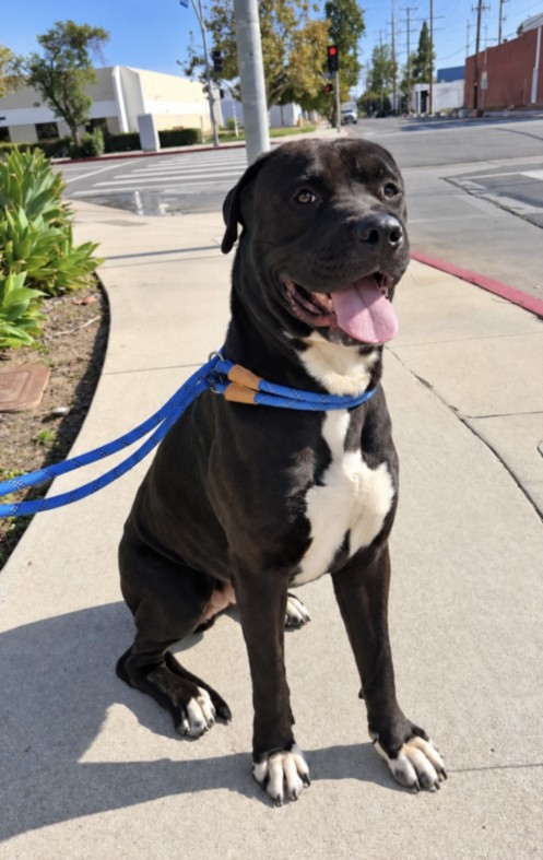 Shelter Stray Male Dog last seen , West Valley Animal Shelter, 20655 Plummer St, Chatsworth, CA 91311, USA