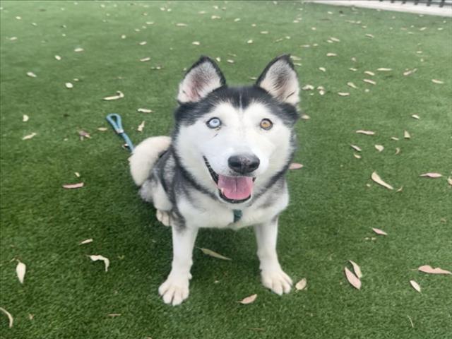 Shelter Stray Female Dog last seen , 3201 Lacy St, Los Angeles, CA 90031, USA
