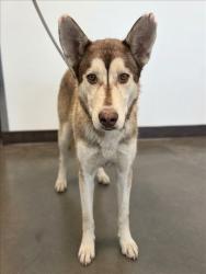 Shelter Stray Female Dog last seen , West Valley Animal Shelter, 20655 Plummer St, Chatsworth, CA 91311, USA