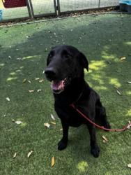 Shelter Stray Male Dog last seen , 14409 Vanowen St, Van Nuys, CA 91405, USA