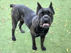 Shelter Stray Female Dog last seen , 14409 Vanowen St, Van Nuys, CA 91405, USA