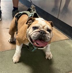 Shelter Stray Female Dog last seen , 14409 Vanowen St, Van Nuys, CA 91405, USA