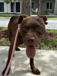 Shelter Stray Male Dog last seen Near BLOCK SW 144TH CT, 3599 NW 79th Ave, Doral, FL 33122, USA
