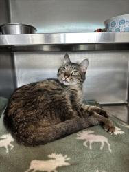 Shelter Stray Female Cat last seen , 11361 W Pico Blvd, Los Angeles, CA 90064, USA