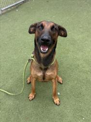 Shelter Stray Male Dog last seen , 11361 W Pico Blvd, Los Angeles, CA 90064, USA