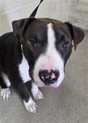 Shelter Stray Male Dog last seen WHITTIER AND LAWTON, 333 Chandler Pl, San Bernardino, CA 92408, USA