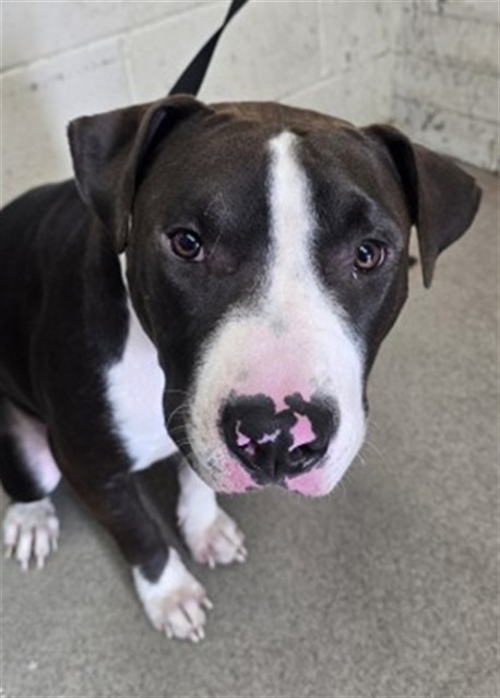 Shelter Stray Male Dog last seen WHITTIER AND LAWTON, 333 Chandler Pl, San Bernardino, CA 92408, USA