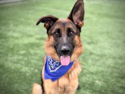 Shelter Stray Male Dog last seen , 957 N Gaffey St, San Pedro, CA 90731, USA
