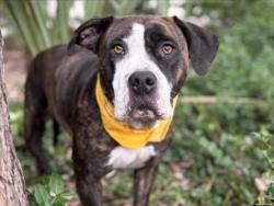 Shelter Stray Female Dog last seen , 957 N Gaffey St, San Pedro, CA 90731, USA