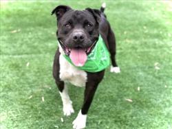 Shelter Stray Male Dog last seen , 957 N Gaffey St, San Pedro, CA 90731, USA
