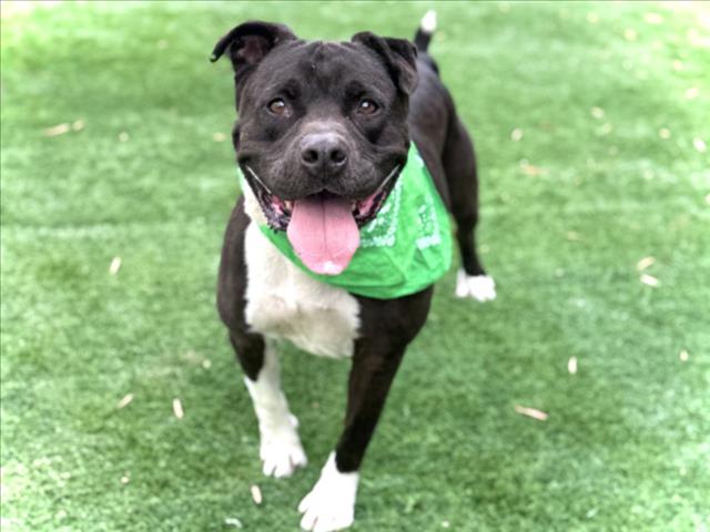 Shelter Stray Male Dog last seen , 957 N Gaffey St, San Pedro, CA 90731, USA