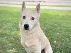 Shelter Stray Male Dog last seen , 957 N Gaffey St, San Pedro, CA 90731, USA