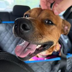 Shelter Stray Male Dog last seen Near, 5001 E Raymond St, Indianapolis, IN 46203, USA