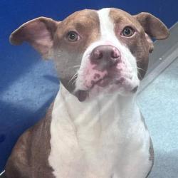 Shelter Stray Male Dog last seen Near, 5001 E Raymond St, Indianapolis, IN 46203, USA
