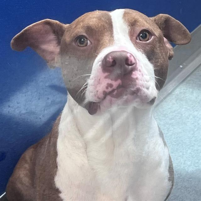 Shelter Stray Male Dog last seen Near, 5001 E Raymond St, Indianapolis, IN 46203, USA