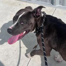 Shelter Stray Female Dog last seen Near, 5001 E Raymond St, Indianapolis, IN 46203, USA