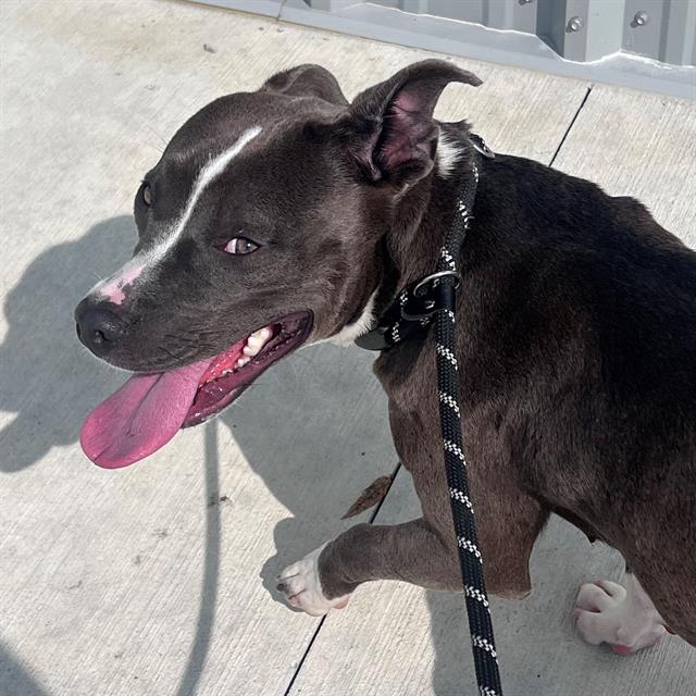 Shelter Stray Female Dog last seen Near, 5001 E Raymond St, Indianapolis, IN 46203, USA
