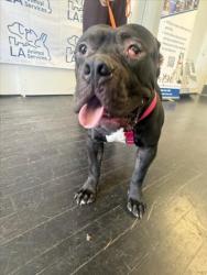 Shelter Stray Male Dog last seen , 1850 W 60th St, Los Angeles, CA 90047, USA