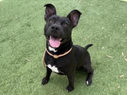 Shelter Stray Male Dog last seen , 1850 W 60th St, Los Angeles, CA 90047, USA