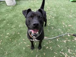 Shelter Stray Male Dog last seen , 1850 W 60th St, Los Angeles, CA 90047, USA