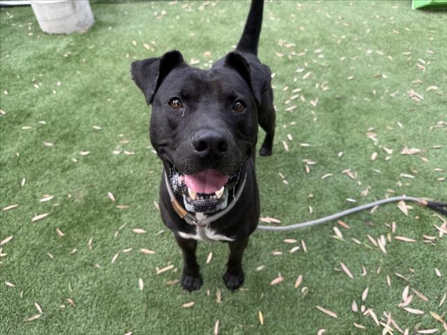 Shelter Stray Male Dog last seen , 1850 W 60th St, Los Angeles, CA 90047, USA