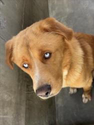 Shelter Stray Male Dog last seen , 1850 W 60th St, Los Angeles, CA 90047, USA
