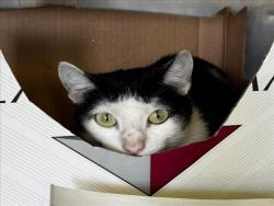 Shelter Stray Female Cat last seen , 1850 W 60th St, Los Angeles, CA 90047, USA