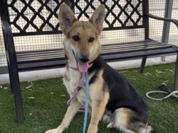 Shelter Stray Female Dog last seen , 1850 W 60th St, Los Angeles, CA 90047, USA