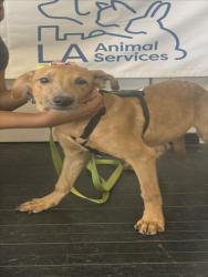 Shelter Stray Male Dog last seen , 1850 W 60th St, Los Angeles, CA 90047, USA