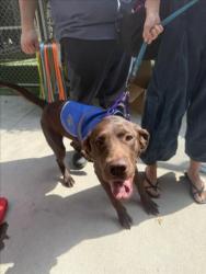 Shelter Stray Male Dog last seen , 1850 W 60th St, Los Angeles, CA 90047, USA