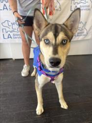 Shelter Stray Male Dog last seen , 1850 W 60th St, Los Angeles, CA 90047, USA