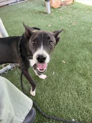 Shelter Stray Male Dog last seen , 1850 W 60th St, Los Angeles, CA 90047, USA