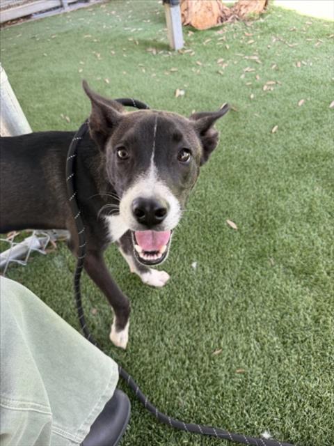 Shelter Stray Male Dog last seen , 1850 W 60th St, Los Angeles, CA 90047, USA