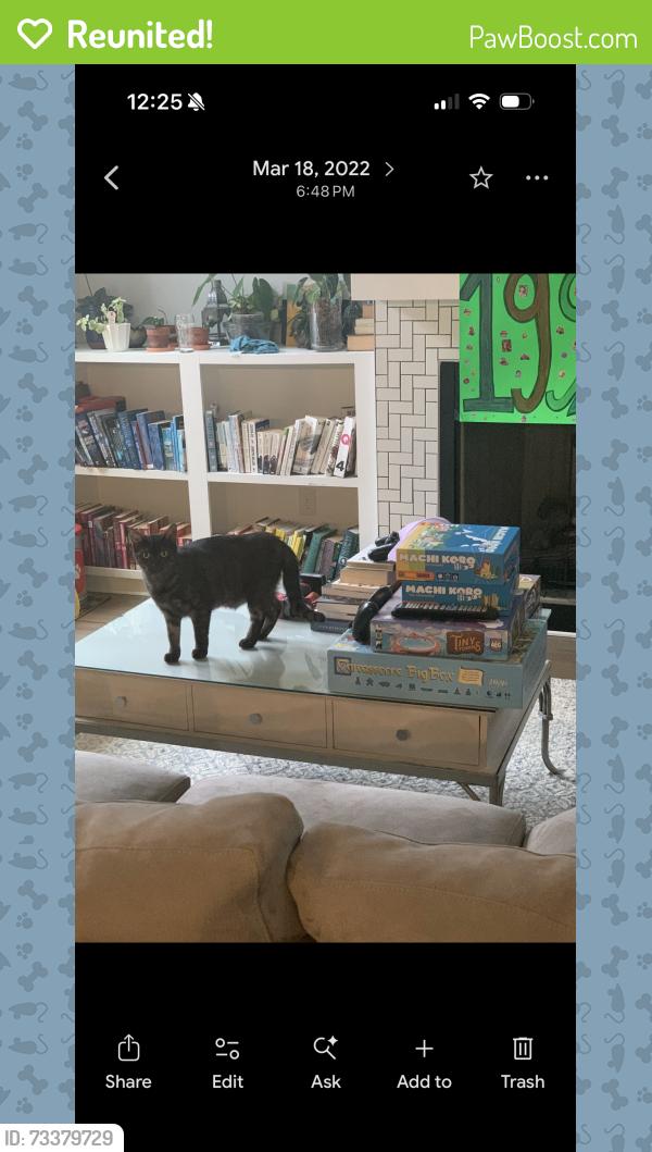 Reunited Female Cat last seen Near s Howard st se, Atlanta, GA 30317
