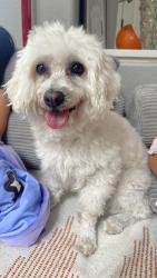 Reunited Female Dog last seen linda vista, San Diego, CA 92111