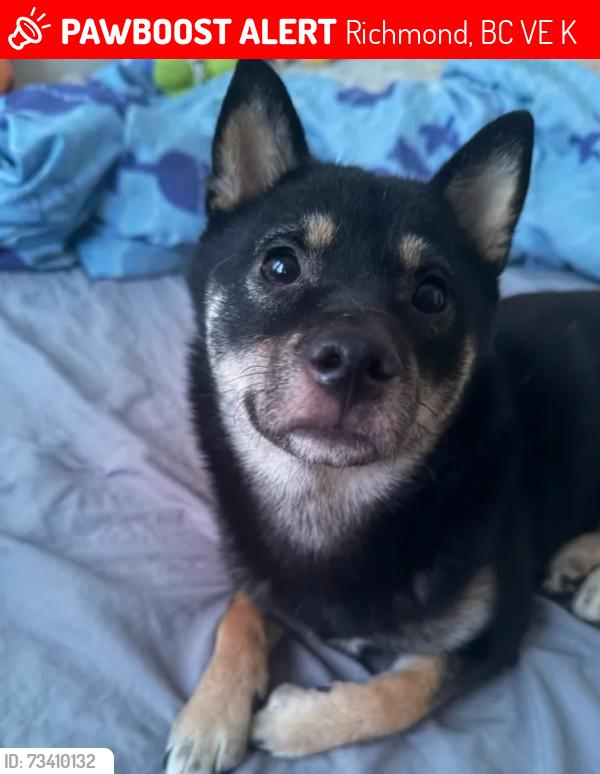 Lost Female Dog last seen Steveston Hwy, in the middle of both cross streets of Railway Ave & No 1, Richmond, BC V7E 2K4
