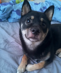 Lost Female Dog last seen Steveston Hwy, in the middle of both cross streets of Railway Ave & No 1, Richmond, BC V7E 2K4