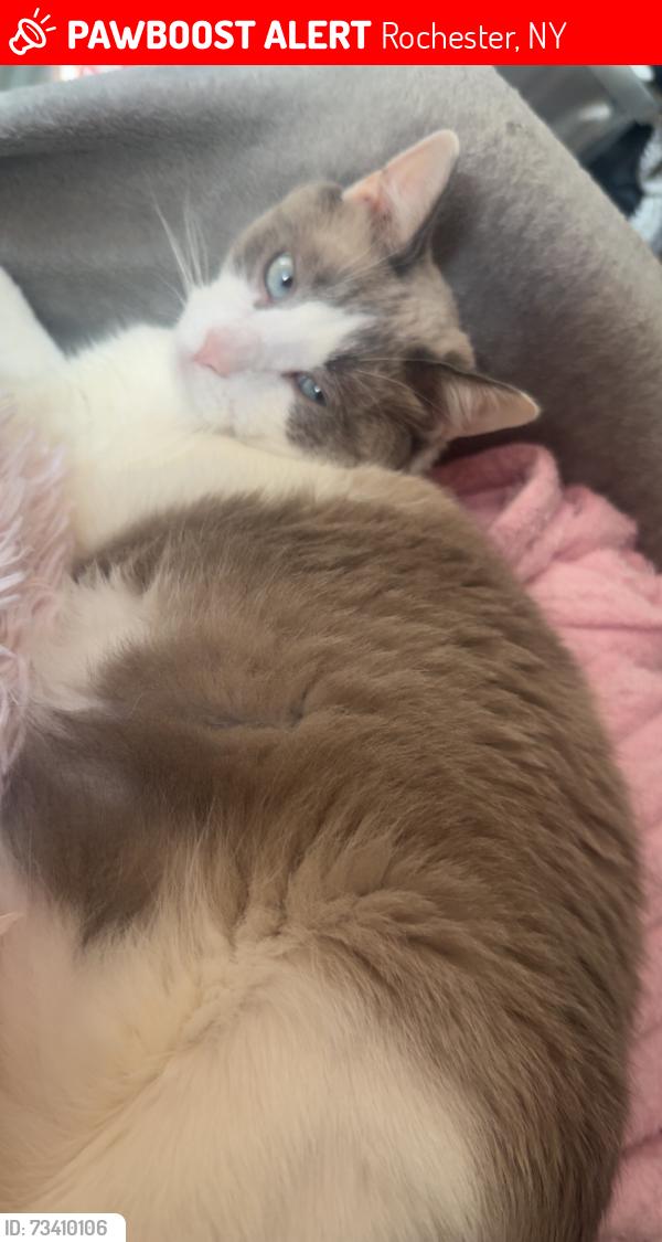 Lost Male Cat last seen Morgan school of driving, Rochester, NY 14607