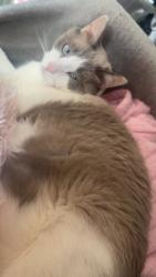 Lost Male Cat last seen Morgan school of driving, Rochester, NY 14607
