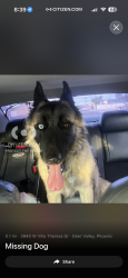 Found/Stray Unknown Dog last seen 35th ave and union hills, Phoenix, AZ 85308