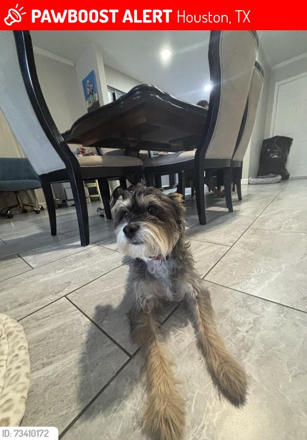 Lost Male Dog last seen Near Kinghurst dr, Houston, TX 77099
