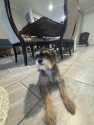 Lost Male Dog last seen Near Kinghurst dr, Houston, TX 77099