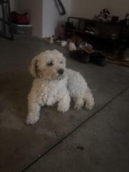 Found/Stray Female Dog last seen Hunter rd and 79, Murrieta, CA 92563