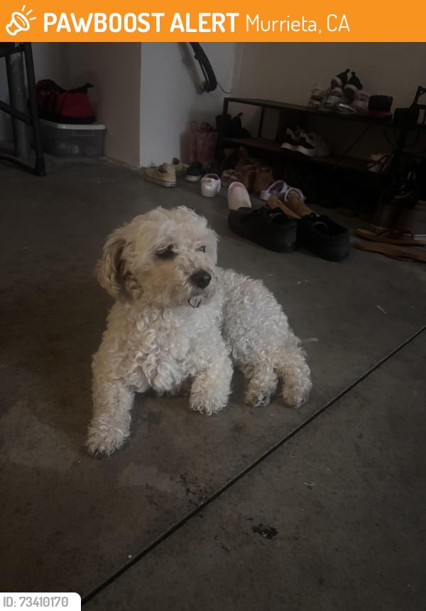 Found/Stray Female Dog last seen Hunter rd and 79, Murrieta, CA 92563