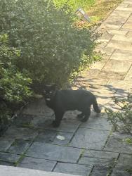 Found/Stray Unknown Cat last seen Near Emerson Pl Montclair, Montclair, NJ 07043